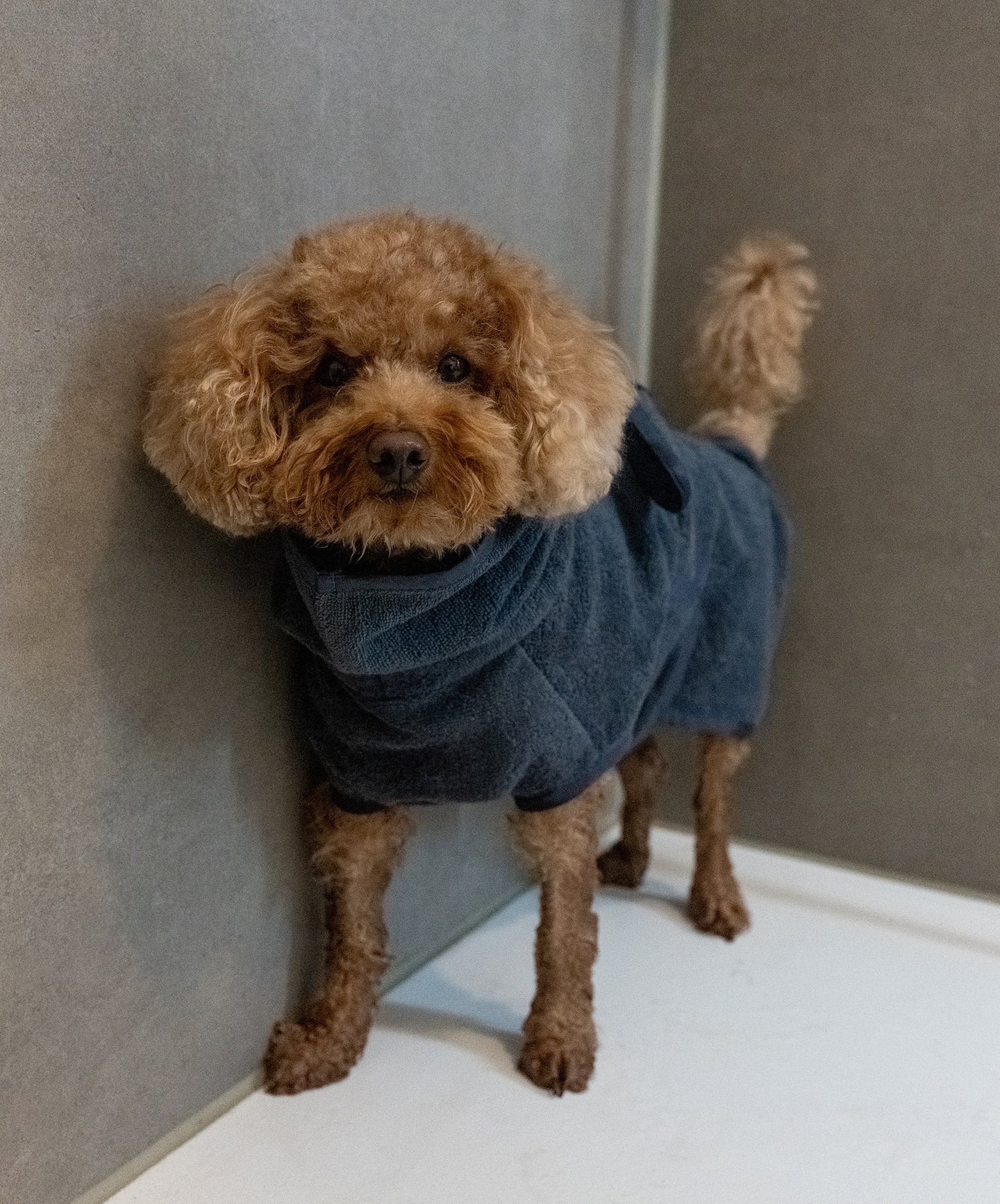 Bagno Hundebademantel Dunkelblau