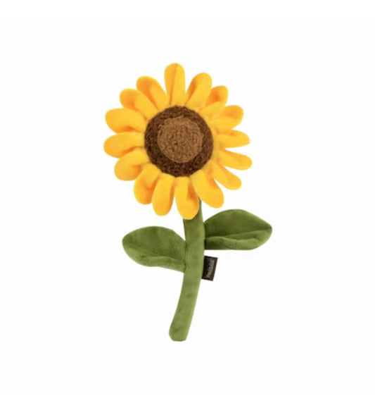Sonnenblume