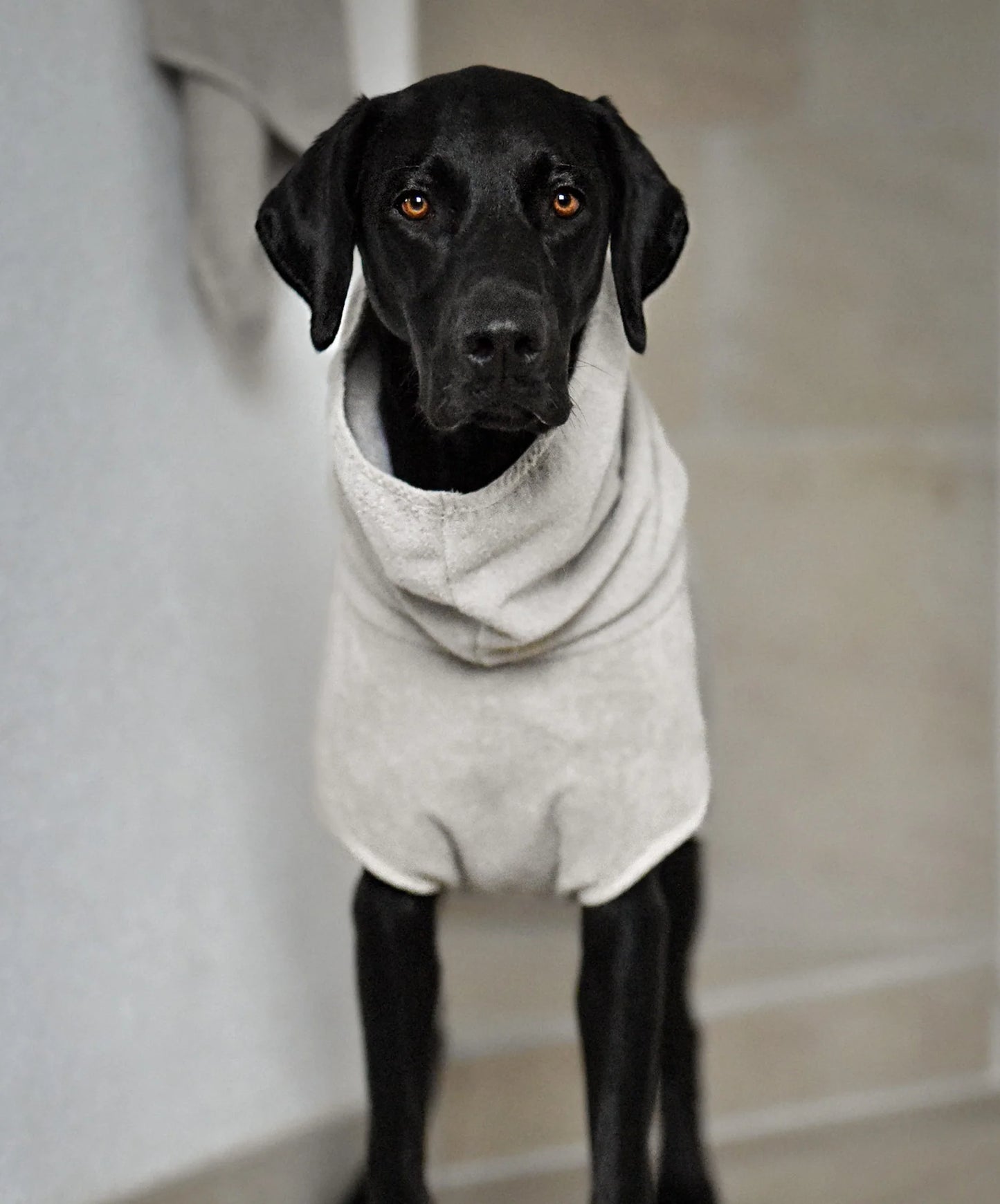 Bagno Hundebademantel beige